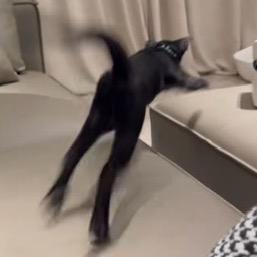 Puppy wife（喝水版）