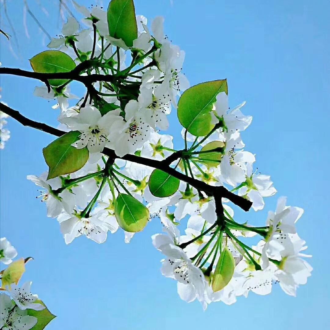 雨花石