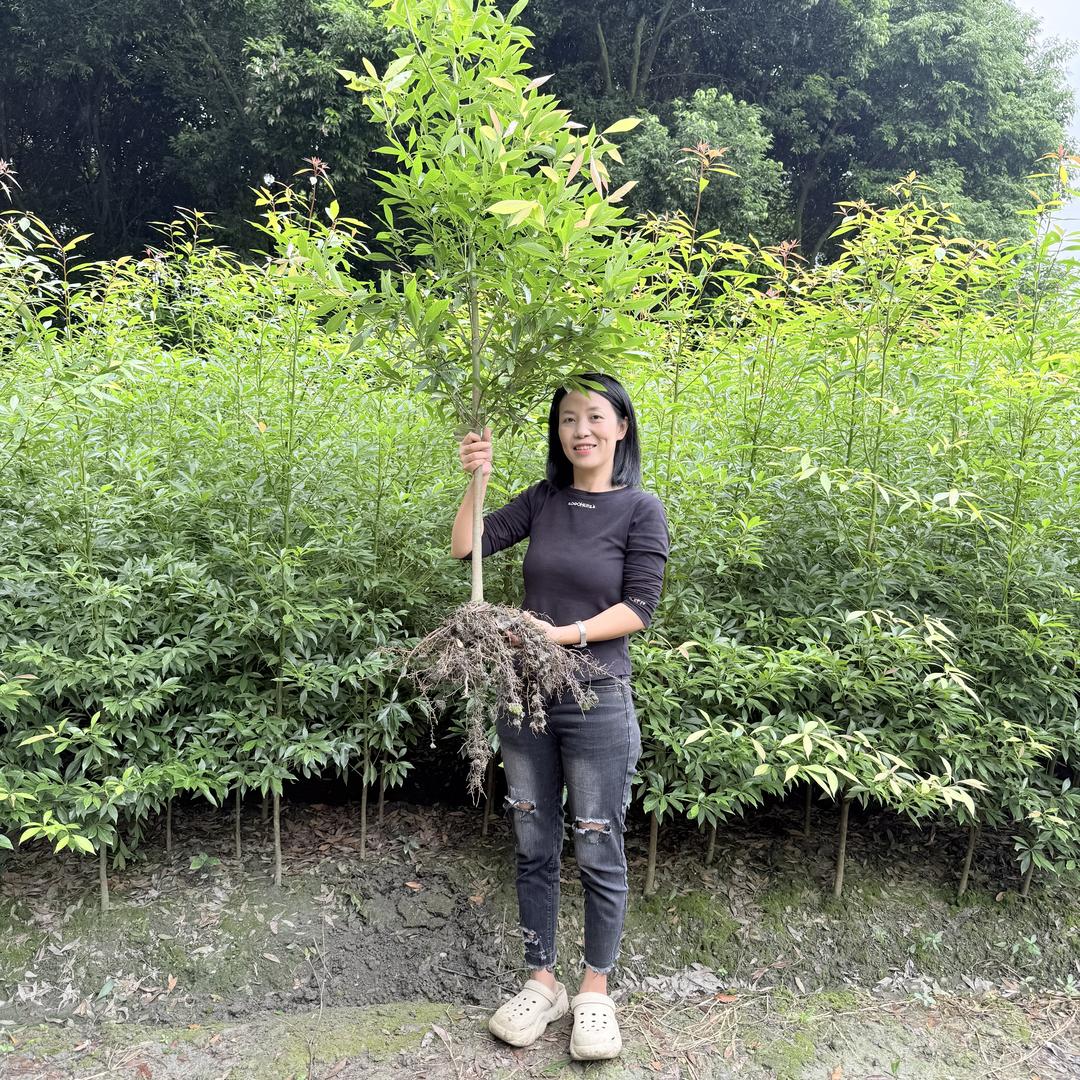 燕子家金丝楠木树苗基地