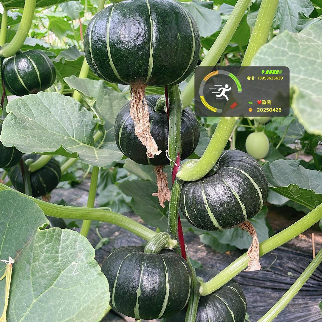 🎖润锦农业🌅