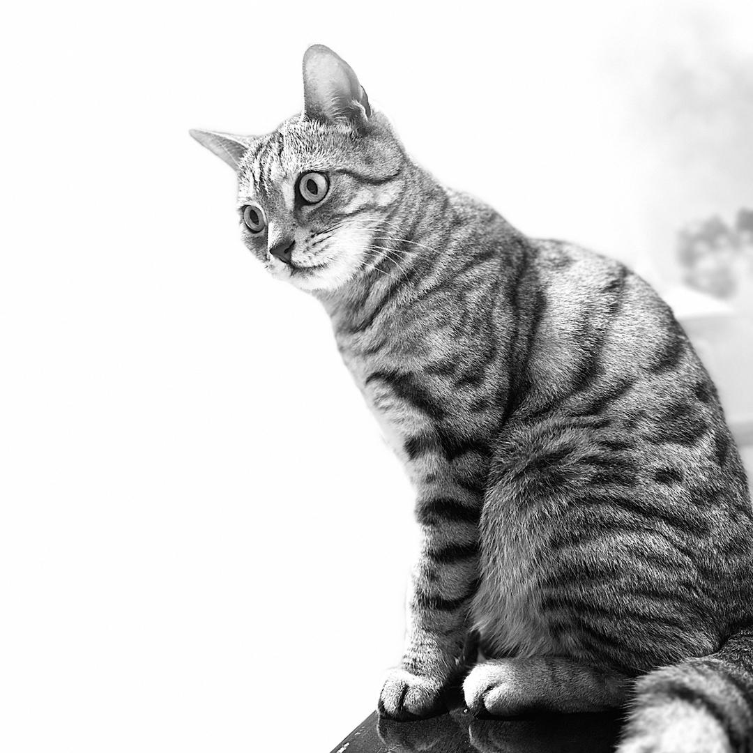 饼干是只猫