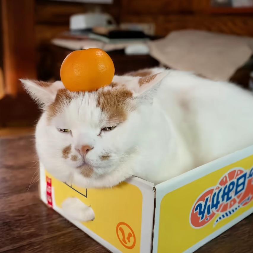 猫猫994