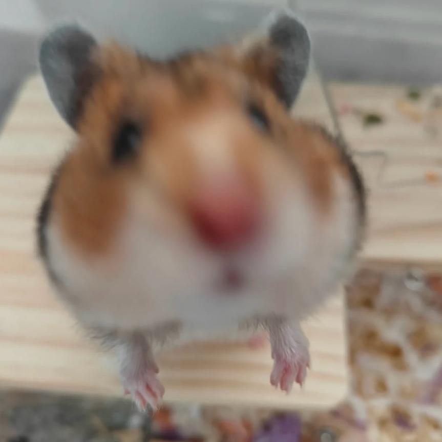 小熊萌宠
