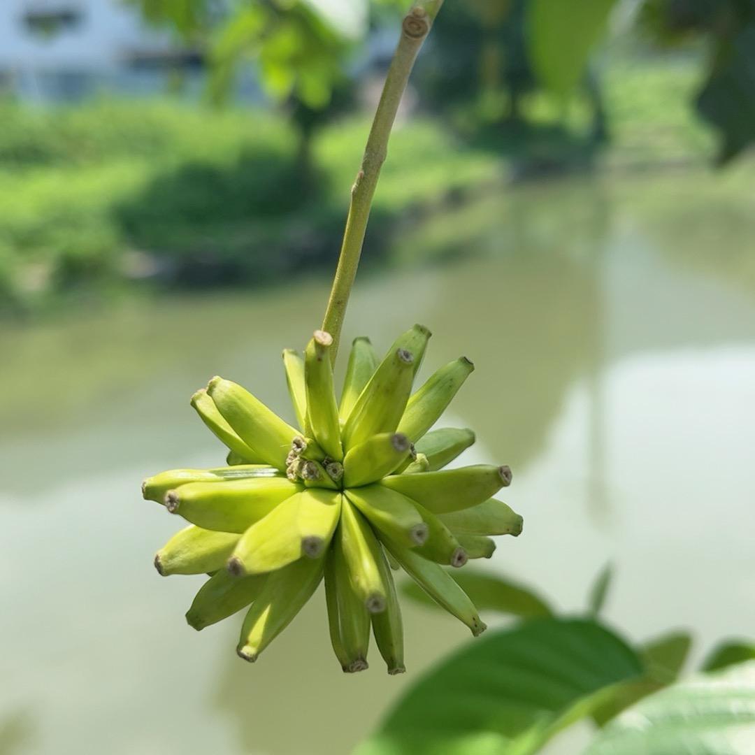 青松竹