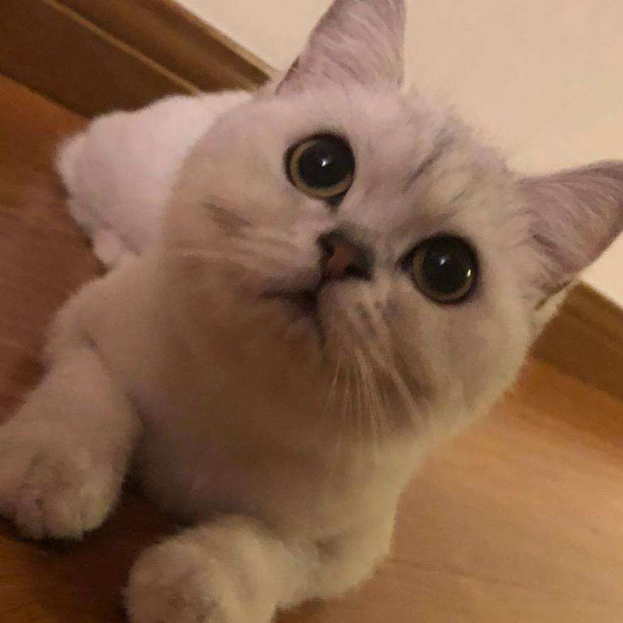 Gin