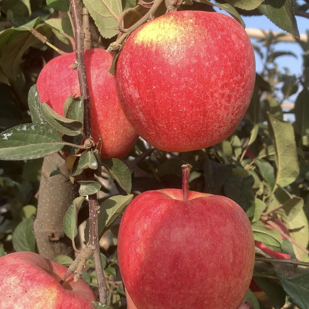 果汇果树苗木专营店