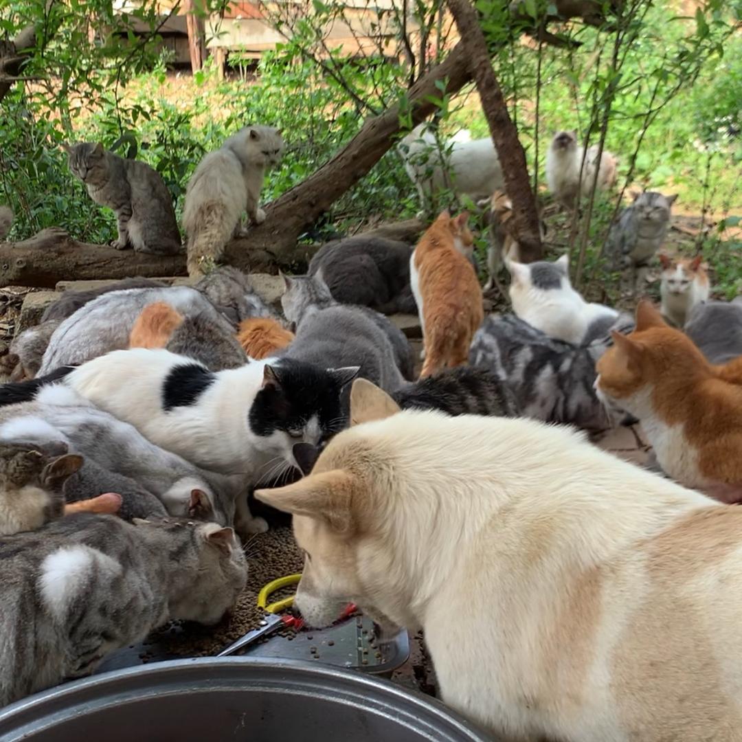 流浪猫与单身狗