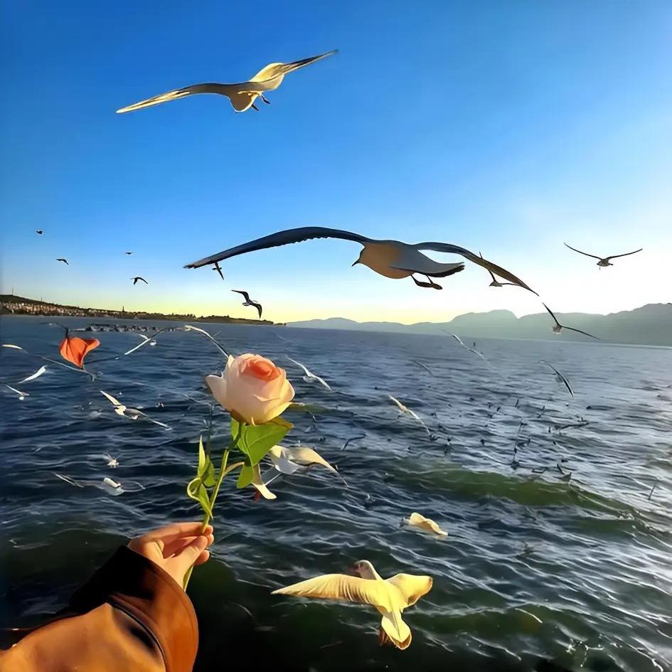 海棠花未眠