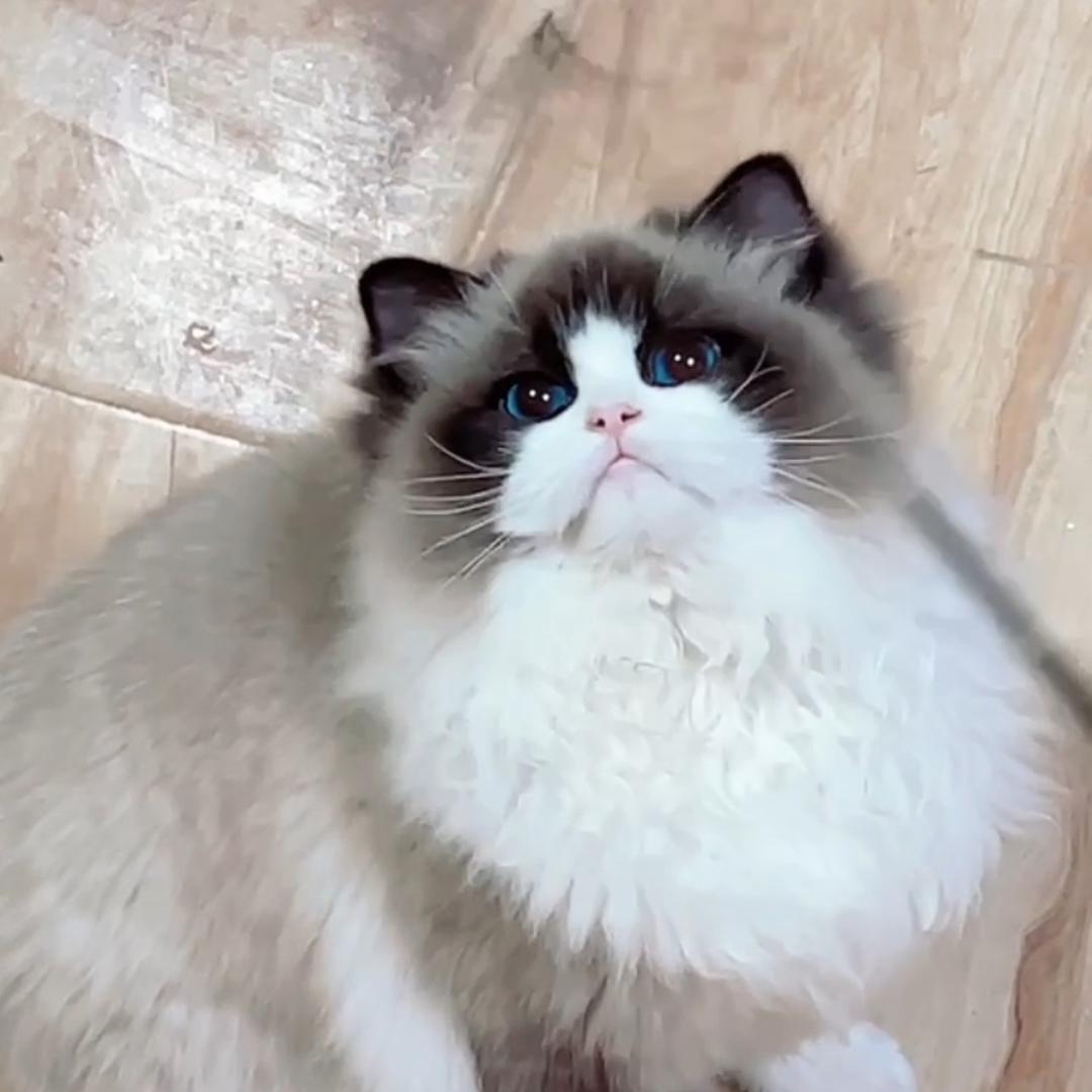 公主宝宝布偶猫