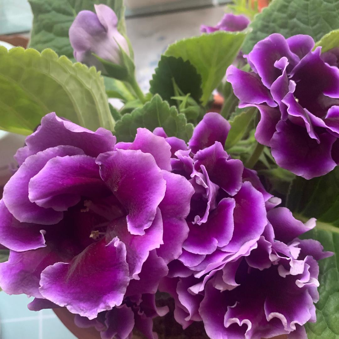 💐开心快乐💐