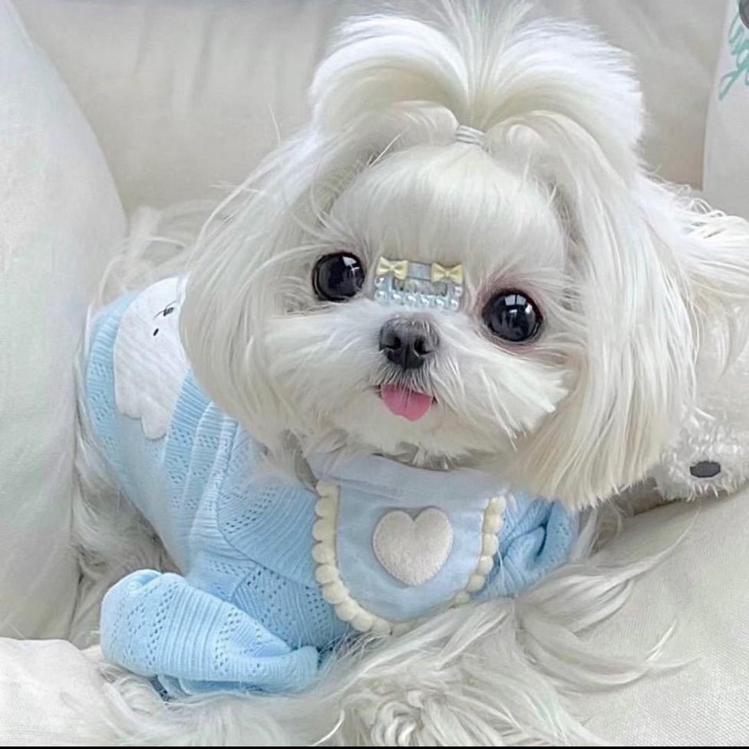 老班长宠物精选