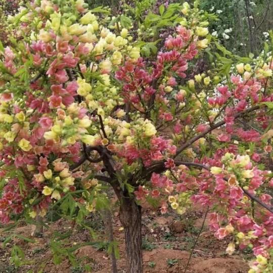飞玲苗木花卉场