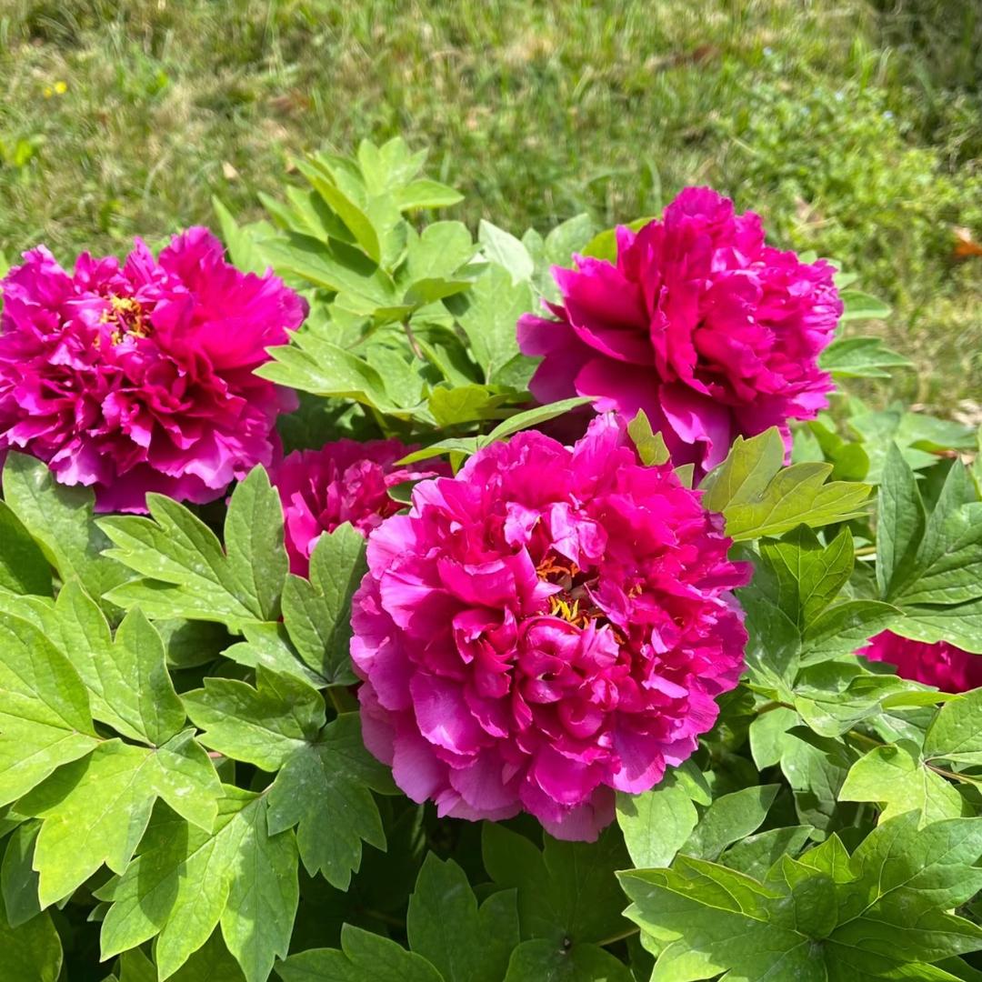 岁月静好🌹🌹🌹～