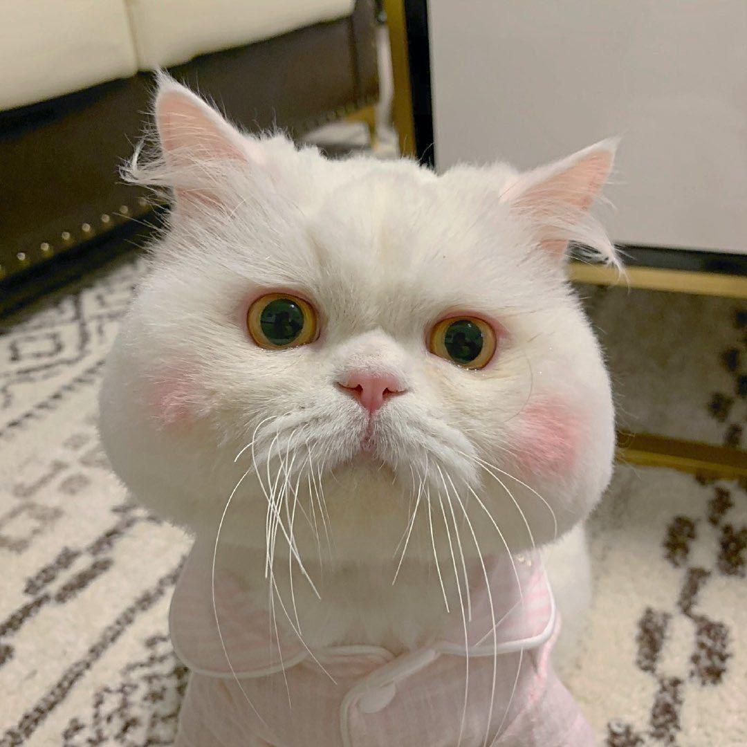 一只猪
