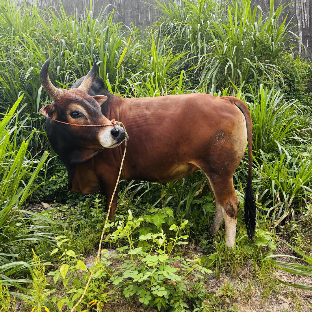 贵州黔牛香(丽儿家土黄牛肉）