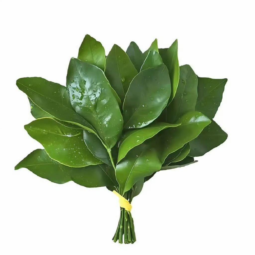 咕叽咕叽-