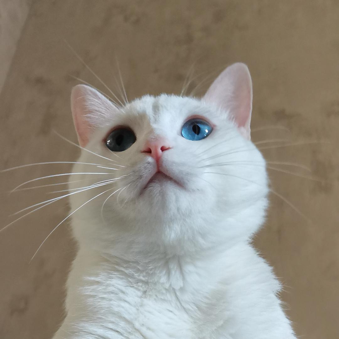 滴胆的猫