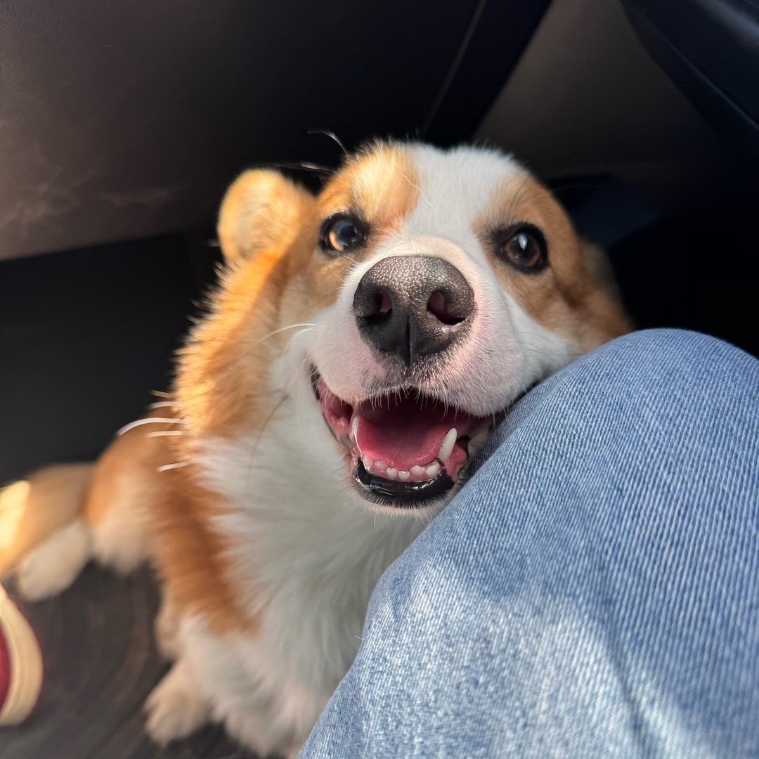 豆芽儿是只尾巴基