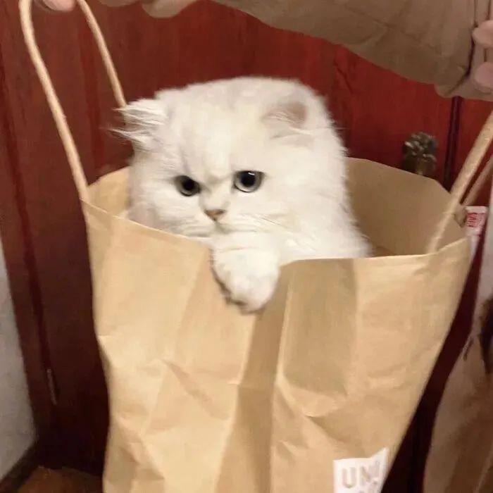 M、