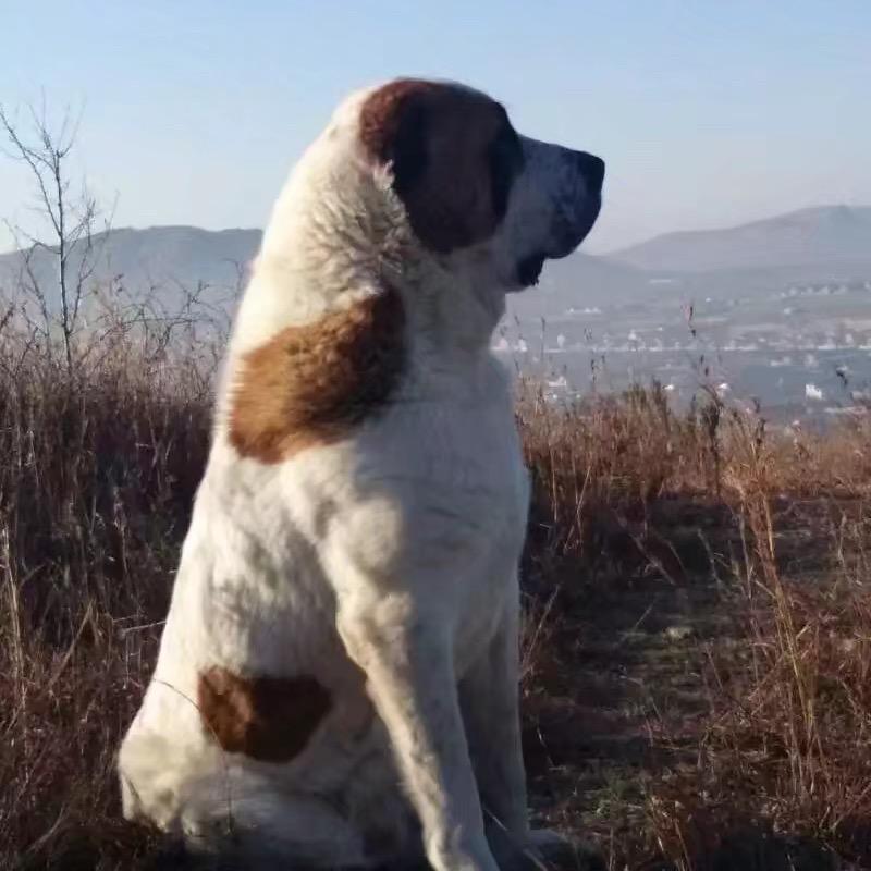 龙之犬业