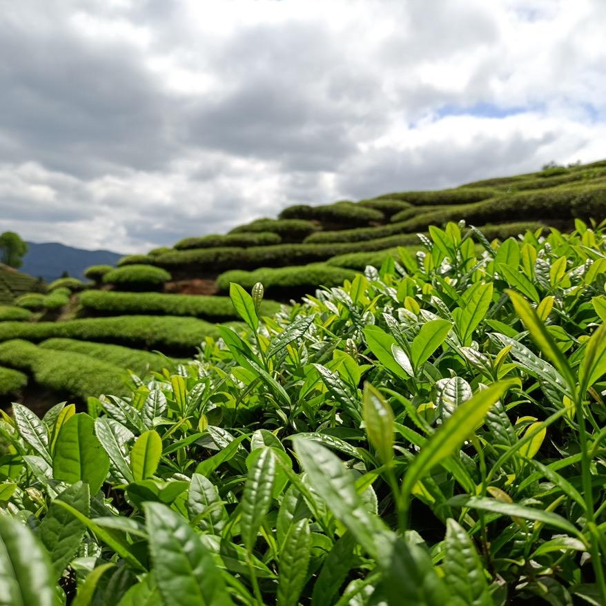 京武福茶业