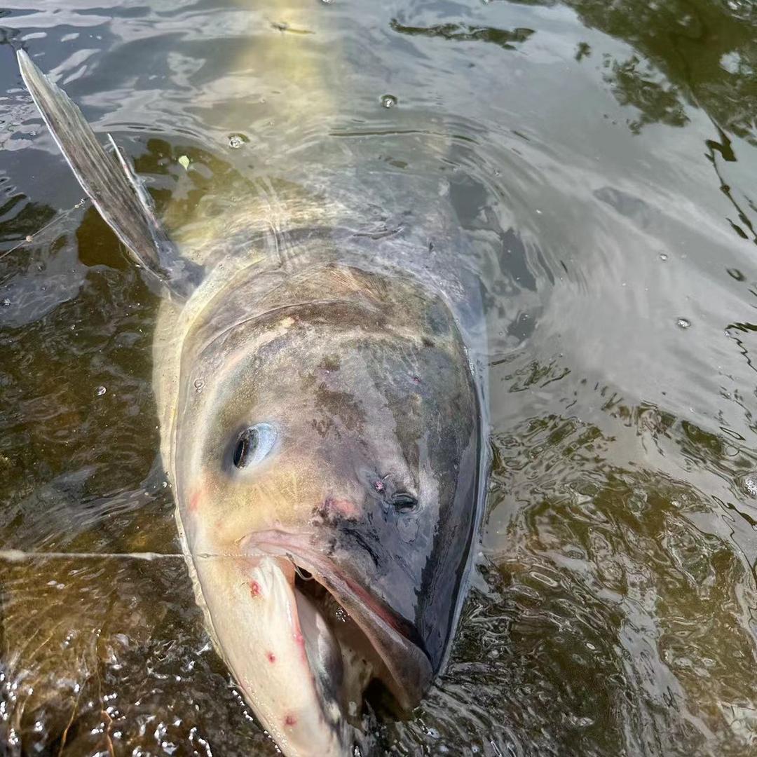 🌈悟空爱切线🎣