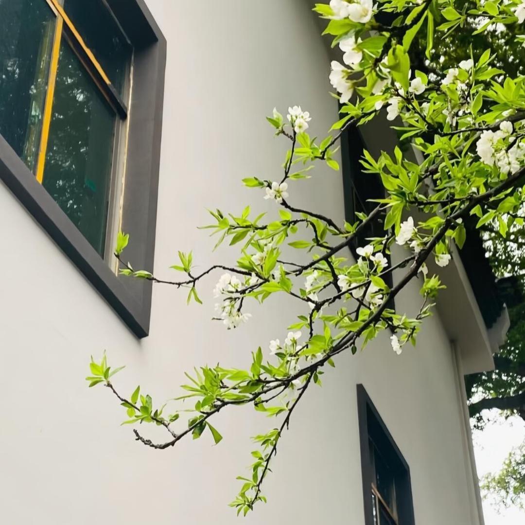 海棠☁️
