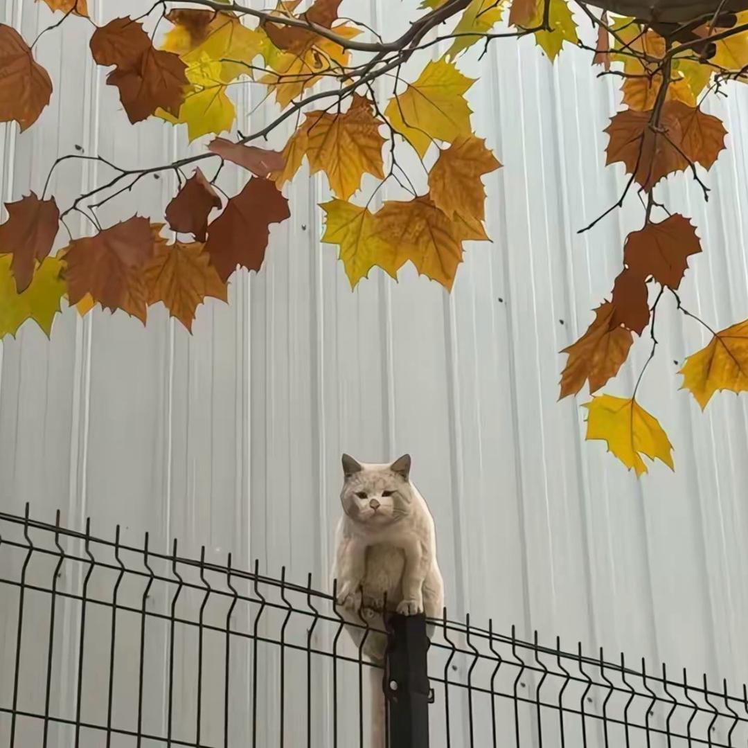 你不要跟我哇哇叫