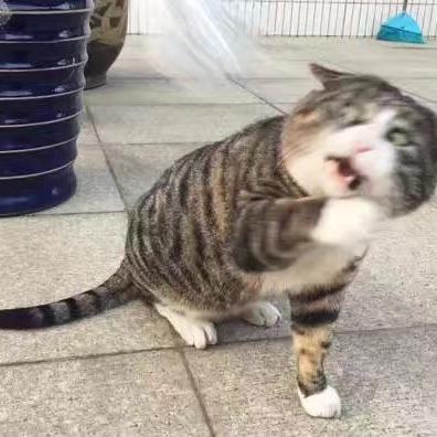 蝕十好铺