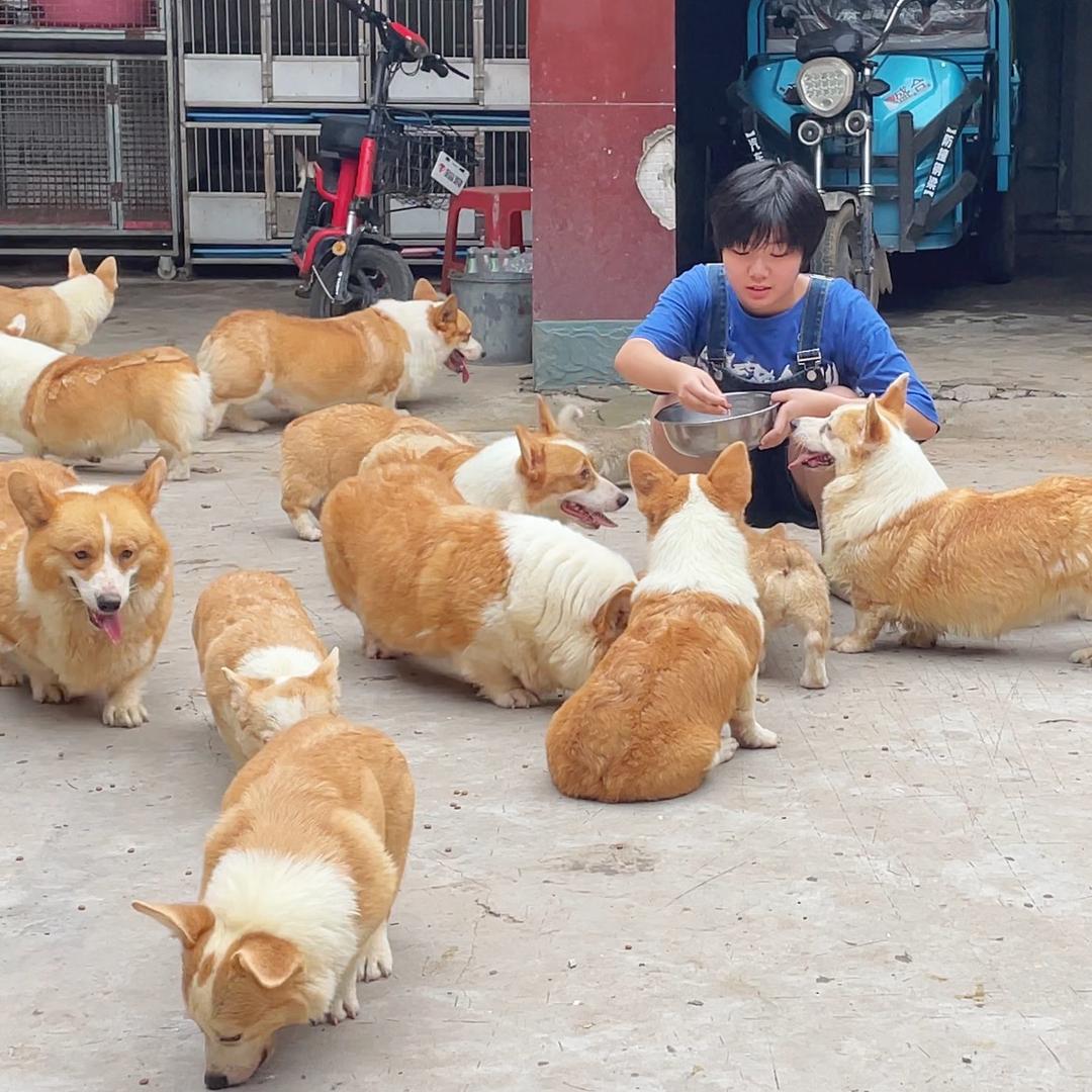 郭郭家的柯基大队
