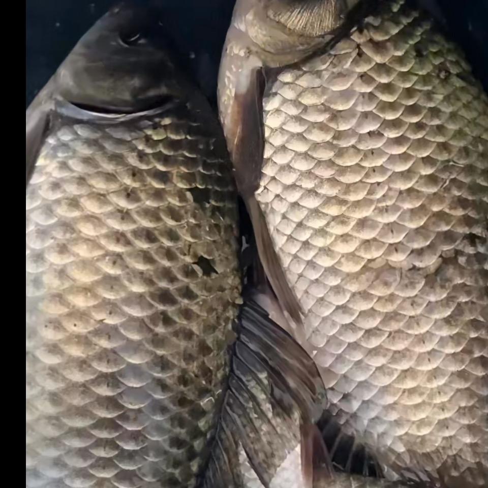 老方爱钓鱼