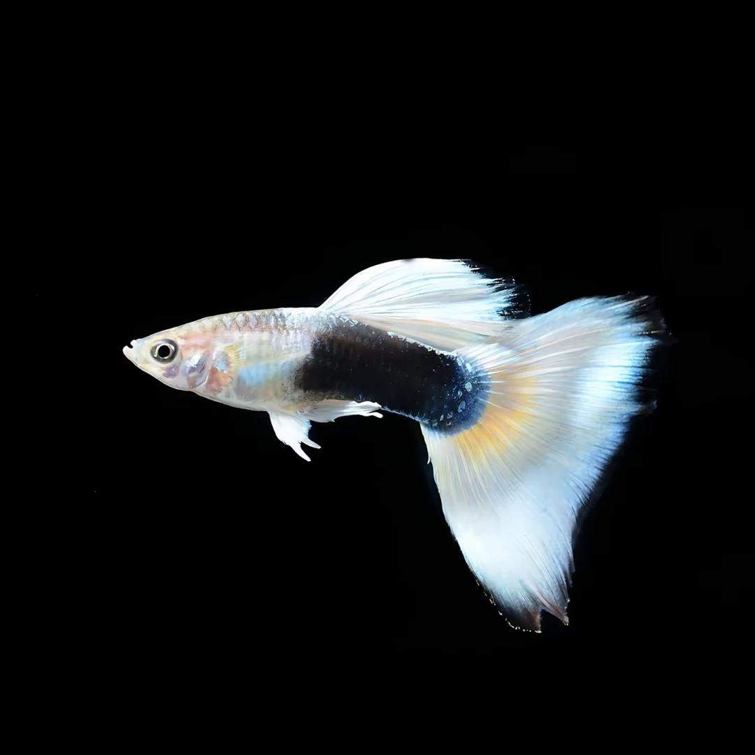 山东美家水族养殖