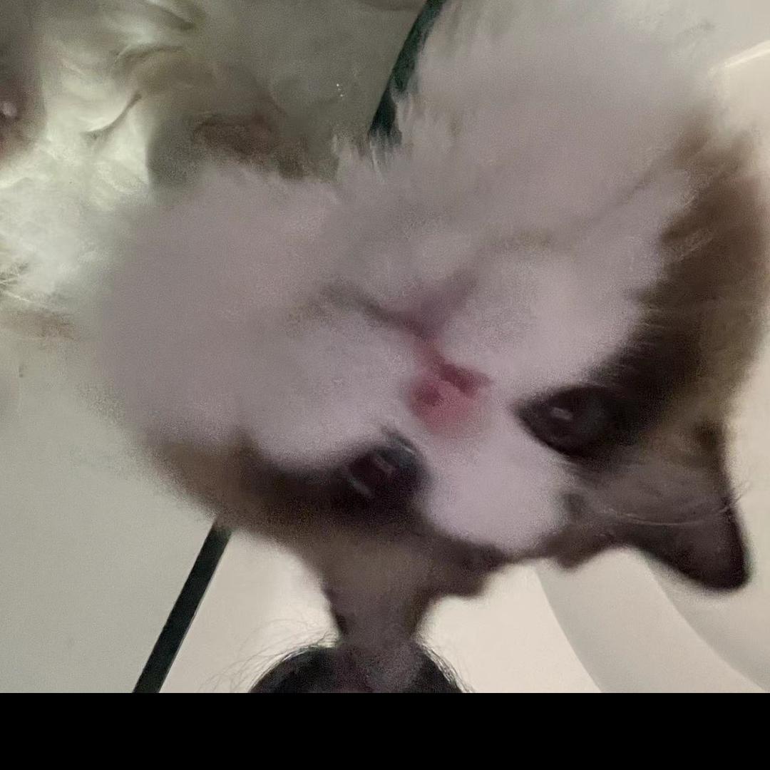 SaSa