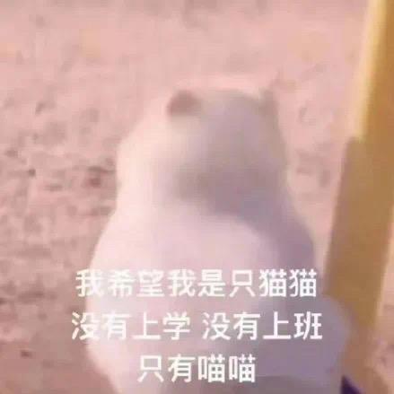 腿短的不怕腿长的