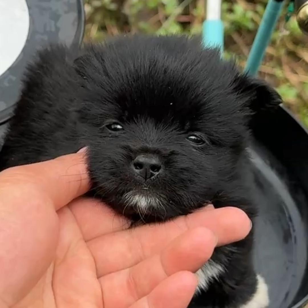 狗儿要听狗儿歌