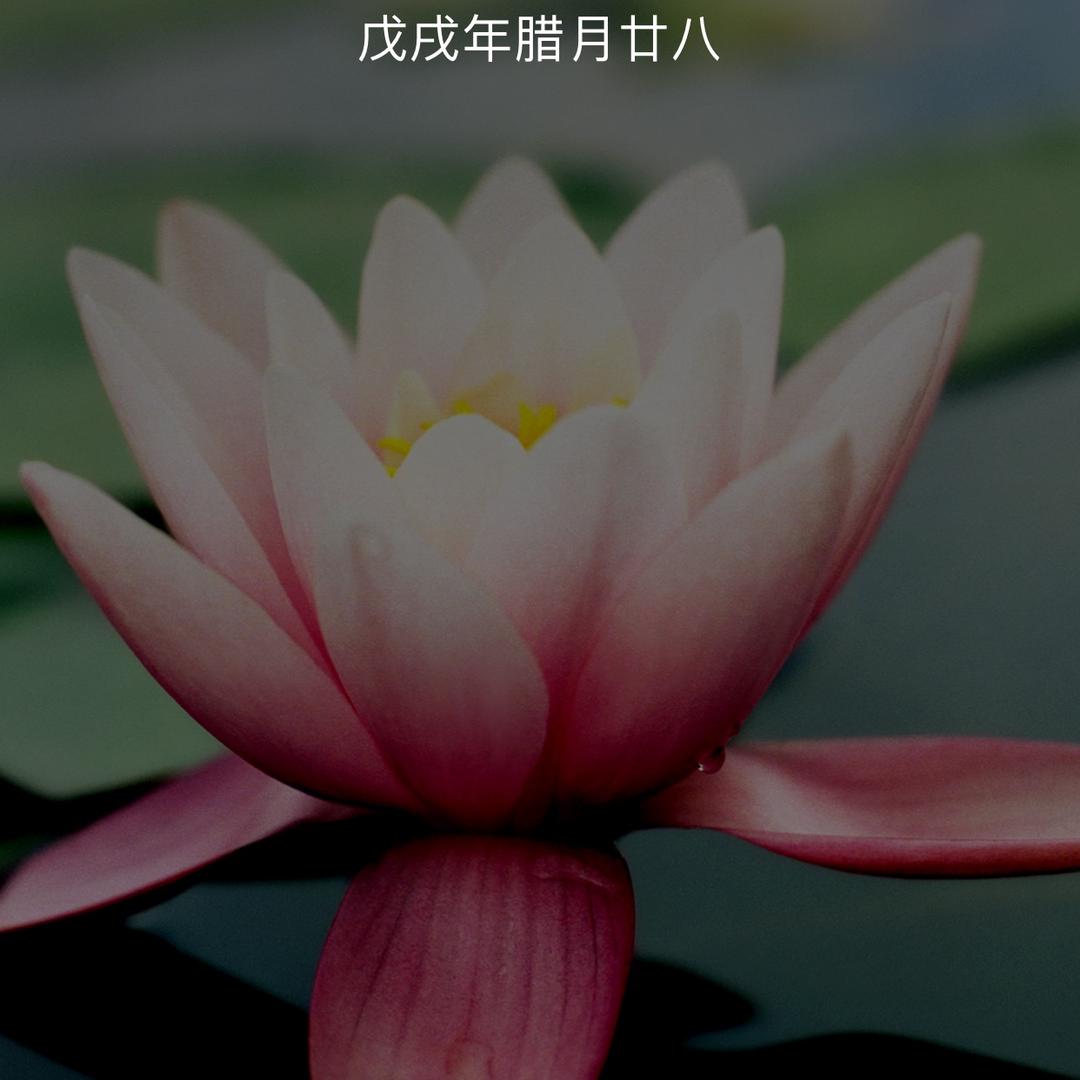 阳光美红