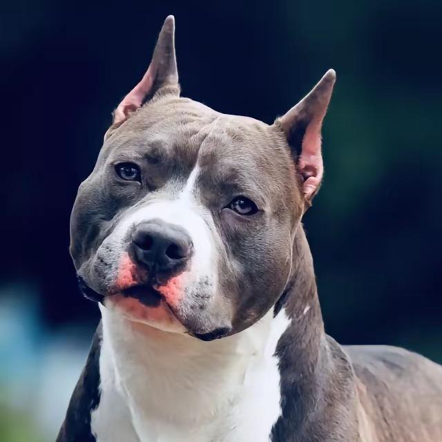 80码的狒狒有点飘