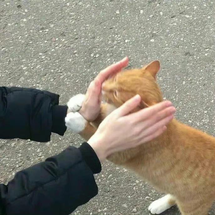 WW🐈