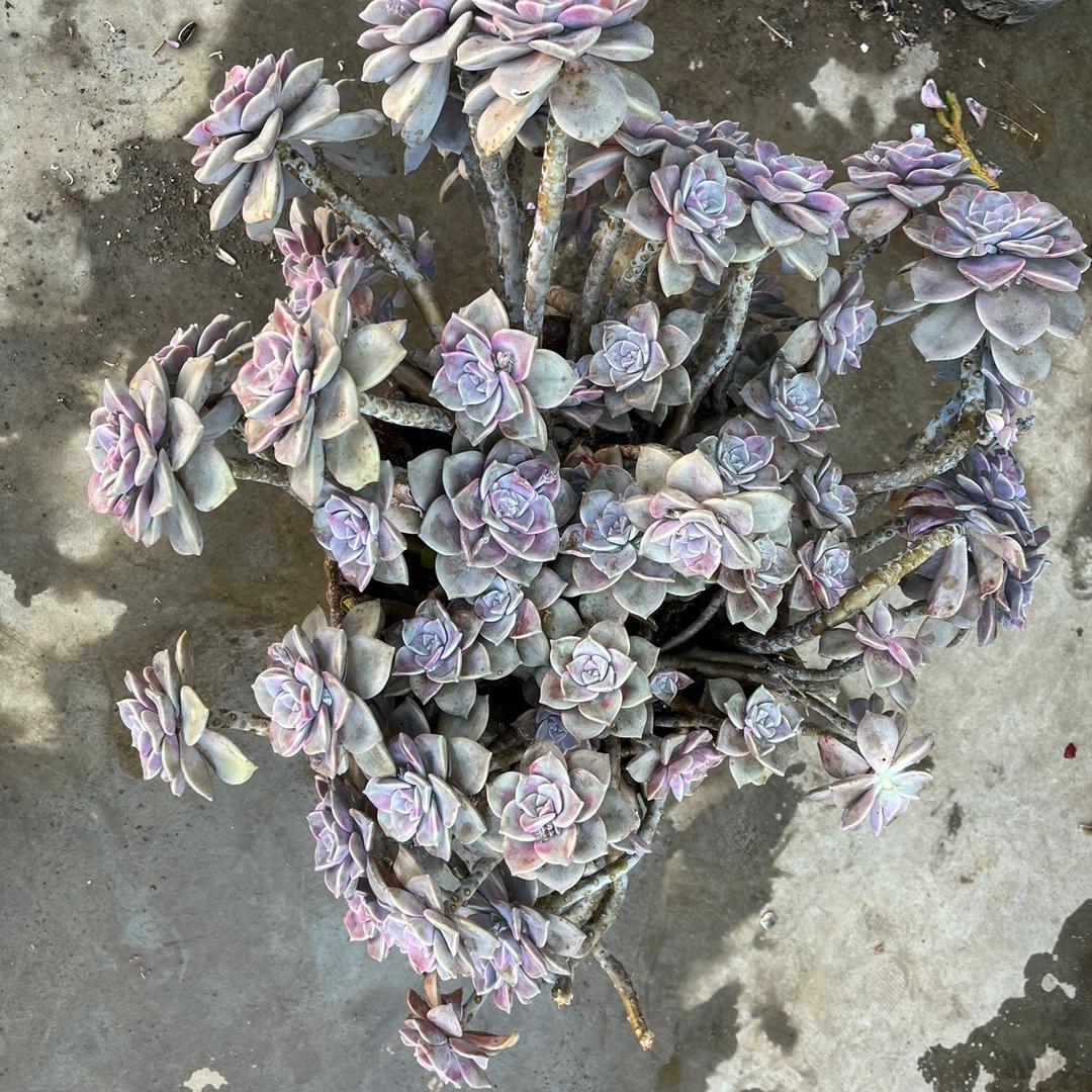 新隆多肉花卉