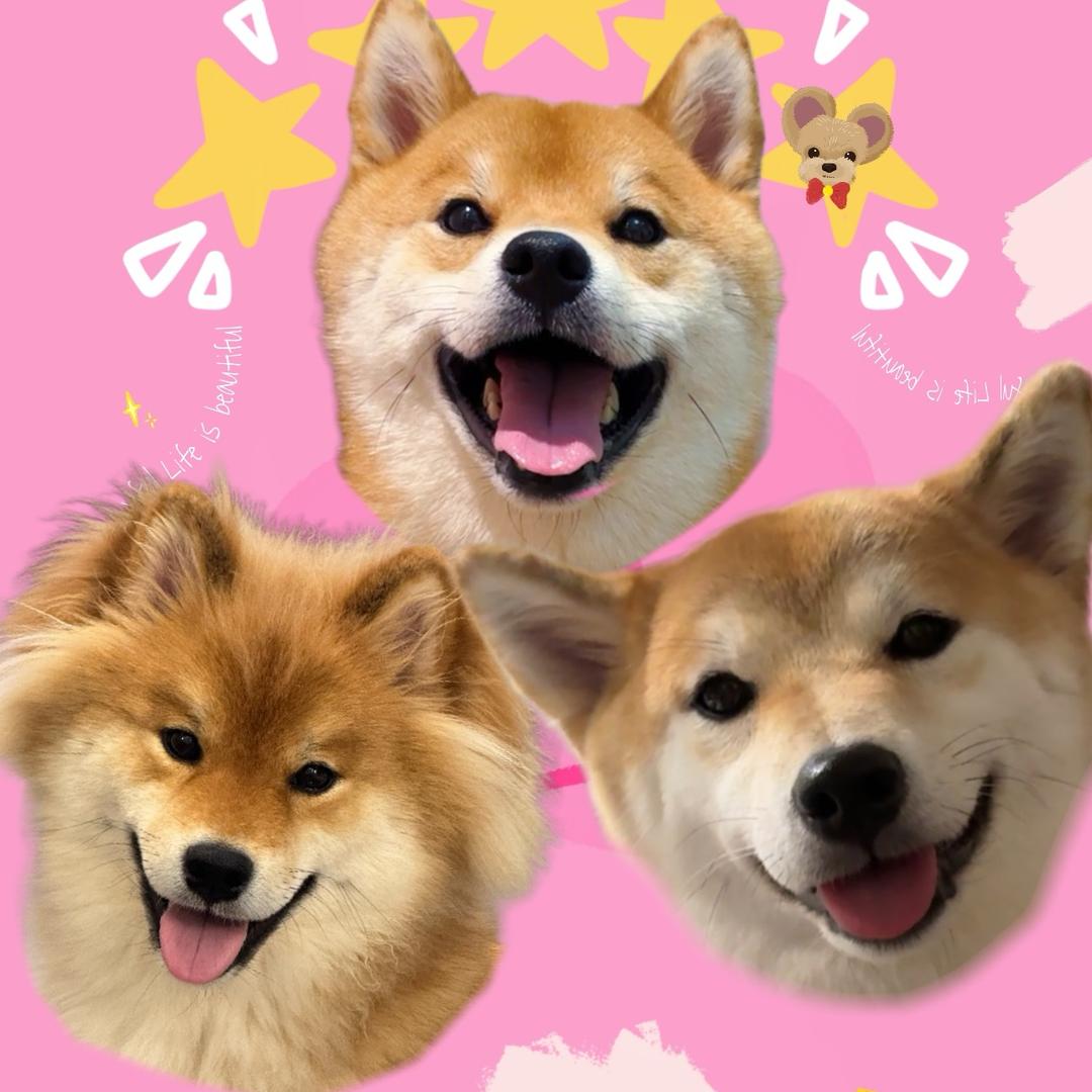 豆花儿不是豆腐脑🌸