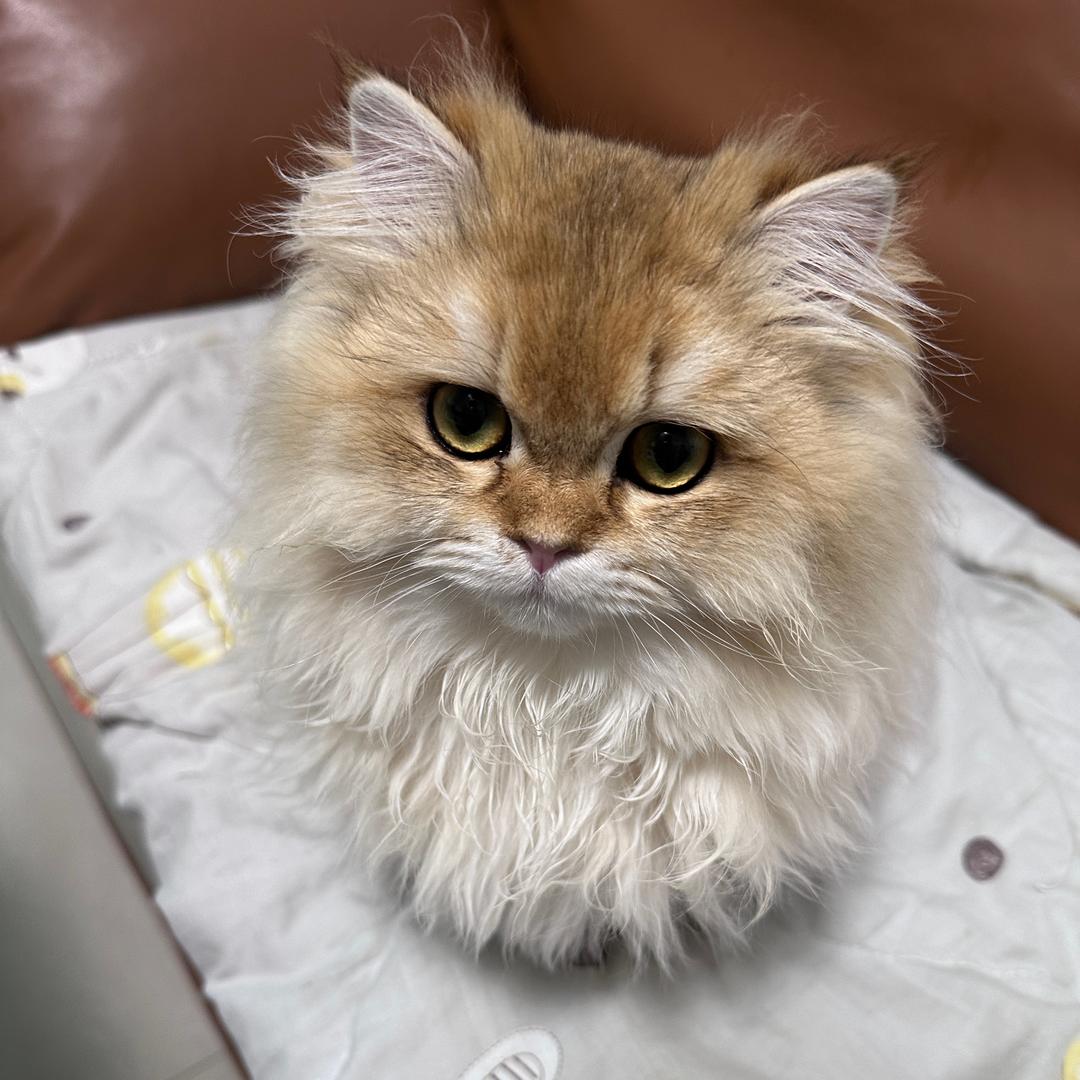 大G是只喵🐱～