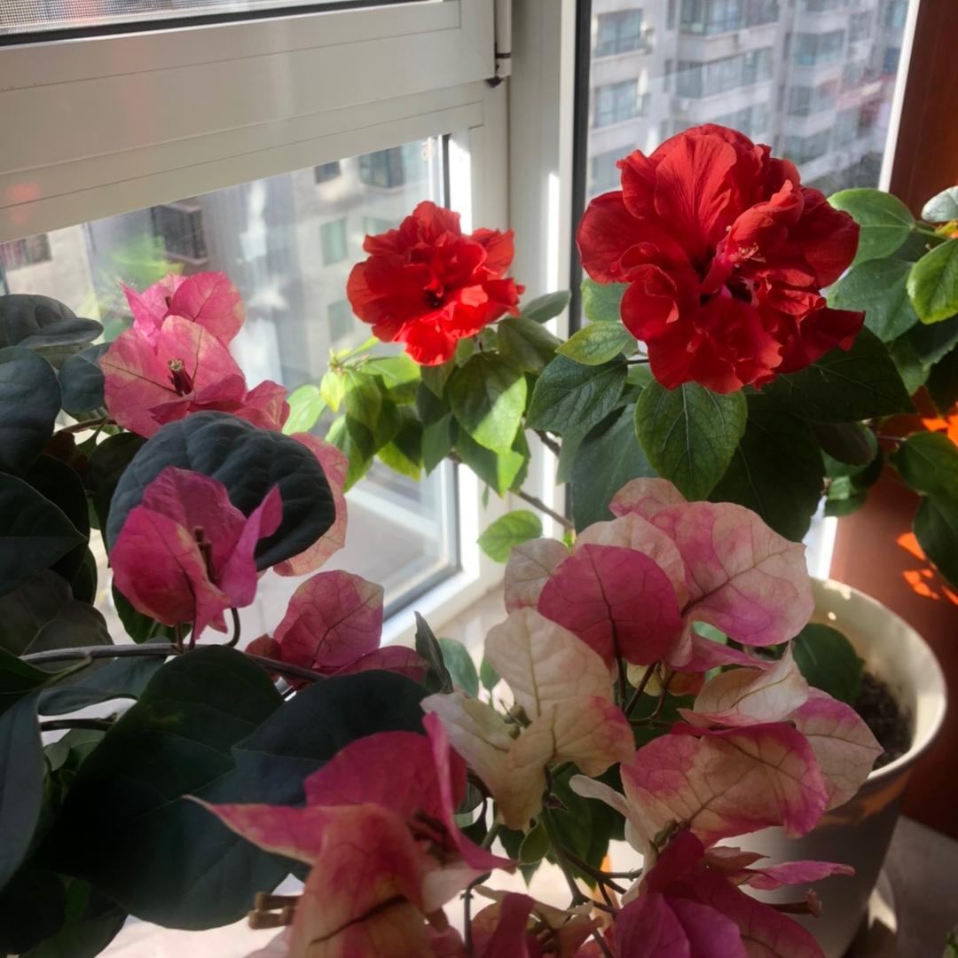 子悦