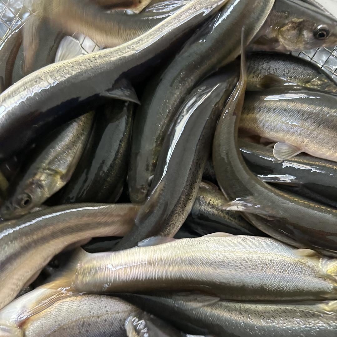 长白山鸿瑞渔业