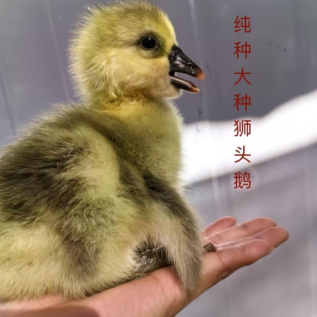 广西大表妹狮头鹅日常