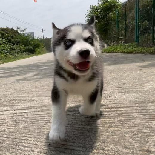 哈士奇