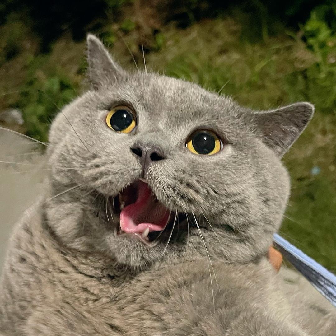 淼淼是只猫🐾