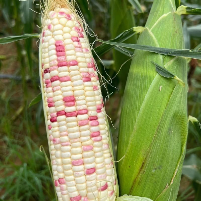 彩虹生鲜夏季高山蔬菜