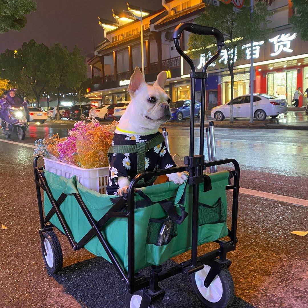 小老朱