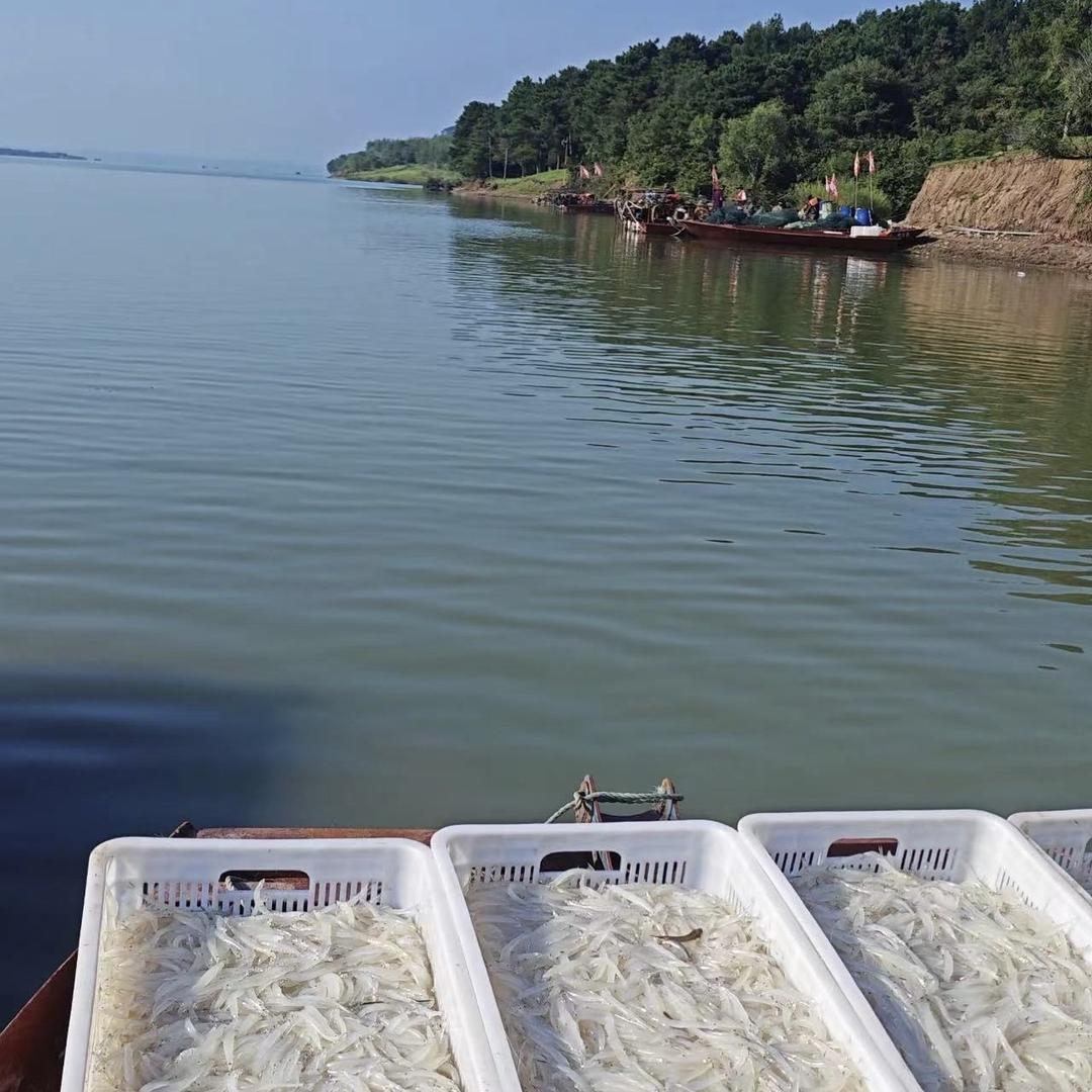 老李河鲜小银鱼