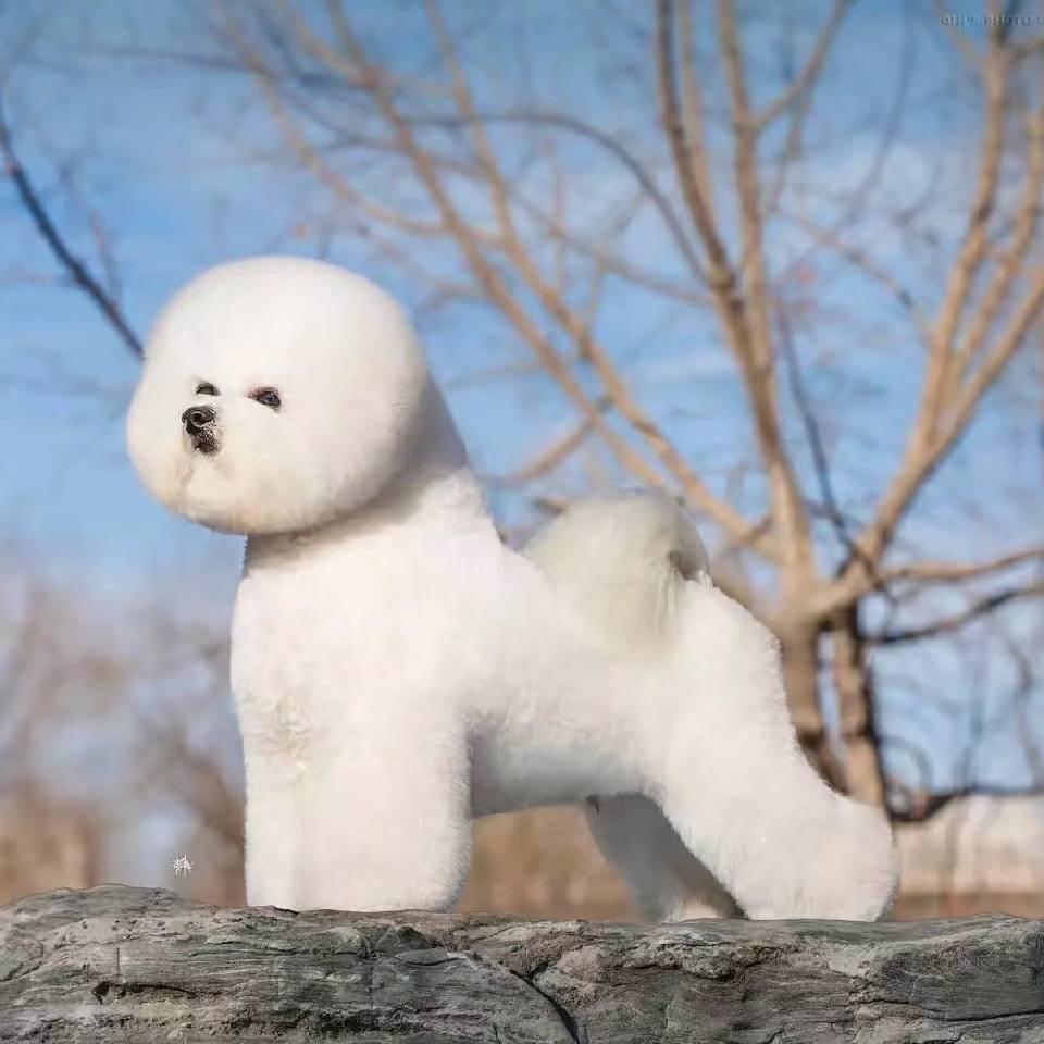 英伦宝贝犬舍（买🐶私）